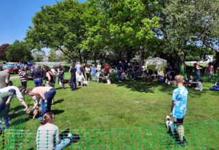 Dog Show at Memorial Fields